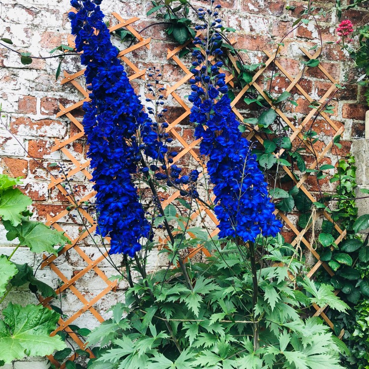 Plant image Delphinium 'Black Knight'