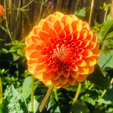 Dahlia (Bedding Varieties)