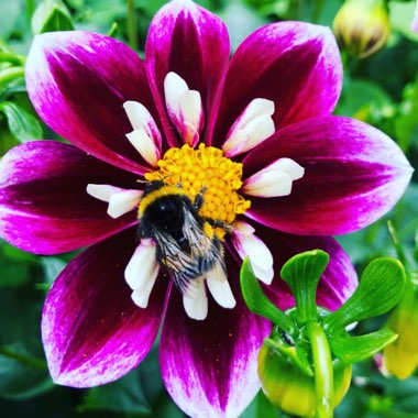 Border Dahlia