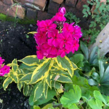 Phlox 'Goldmine'