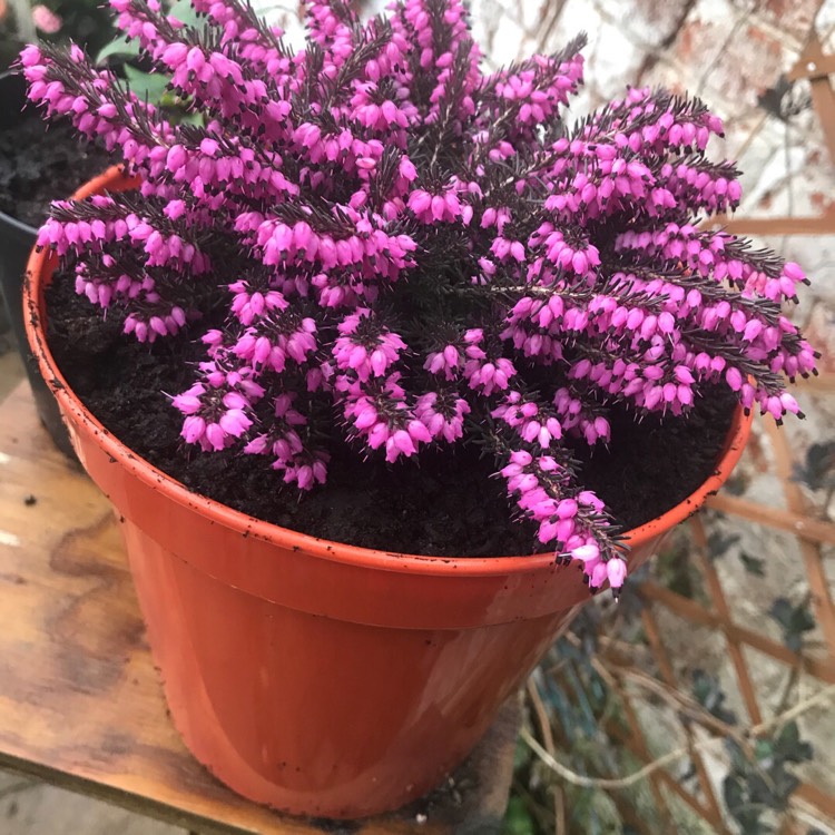 Plant image Erica carnea 'Mediterranean Pink'