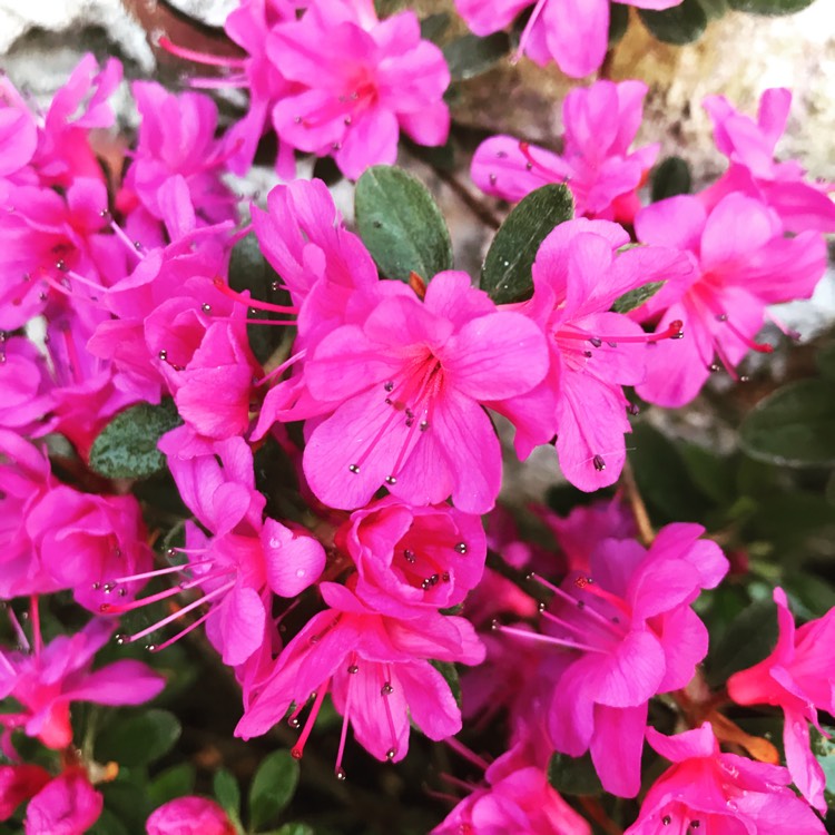 Plant image Rhododendron 'Cornell Pink'