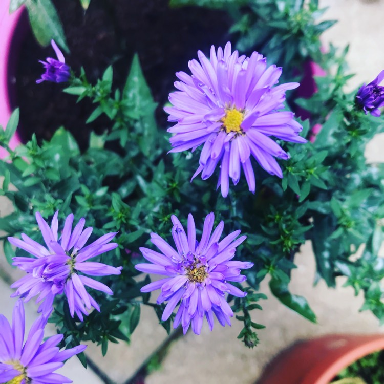 Plant image Aster lateriflorus 'Lady In Blue'