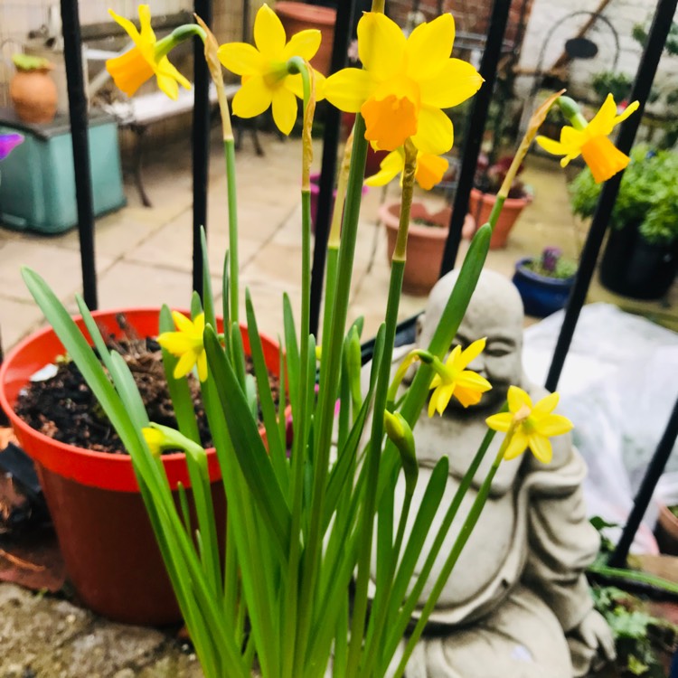 Plant image Narcissus 'Canaliculatus'