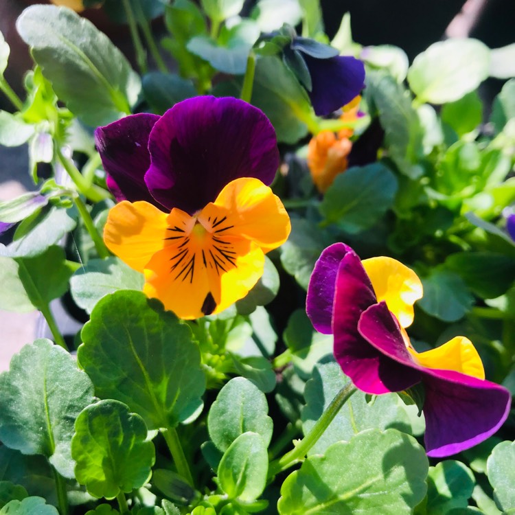 Plant image Viola x cornuta 'Sorbet Orange Duet'