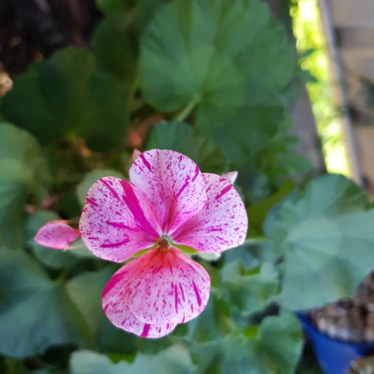 Plant image Pelargonium 'Speckles'