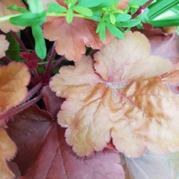 Plant image Heuchera 'Fire Alarm'