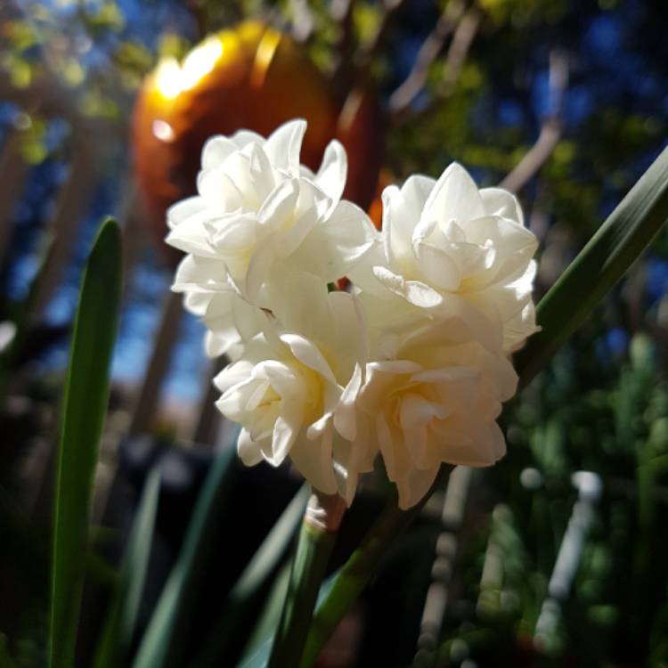 Plant image Narcissus