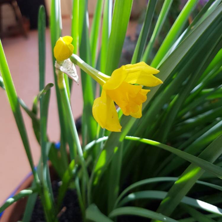 Plant image Narcissus