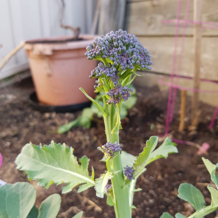 Plant image Brassica oleracea (Italica Group) 'Purple Sprouting'