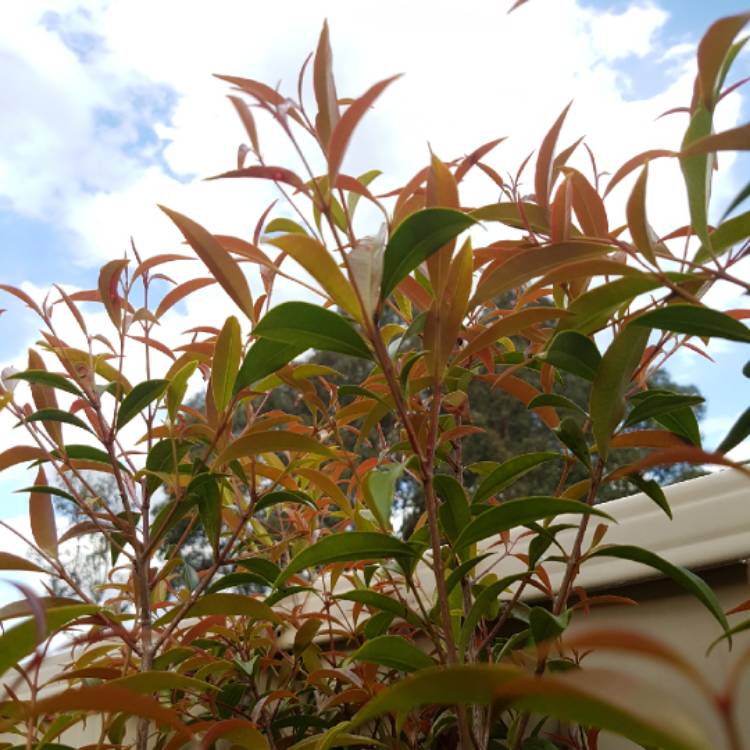 Plant image Syzygium oleosum