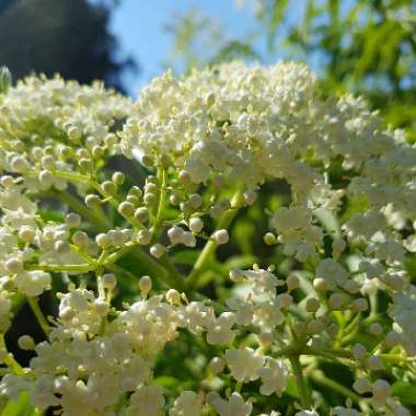 Sambucus nigra