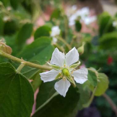 Muntingia calabura