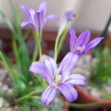 Brodiaea elegans