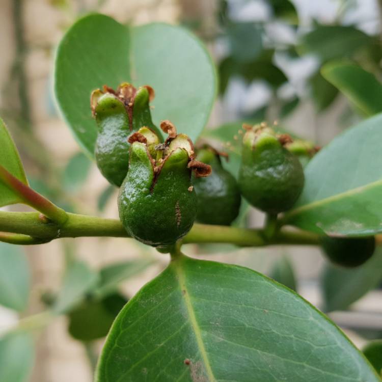 Plant image Psidium cattleyanum ; syn.Psidium cattleianum