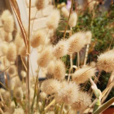 Lagurus ovatus syn. Lagurus ovatus 'Bunny's Tails'