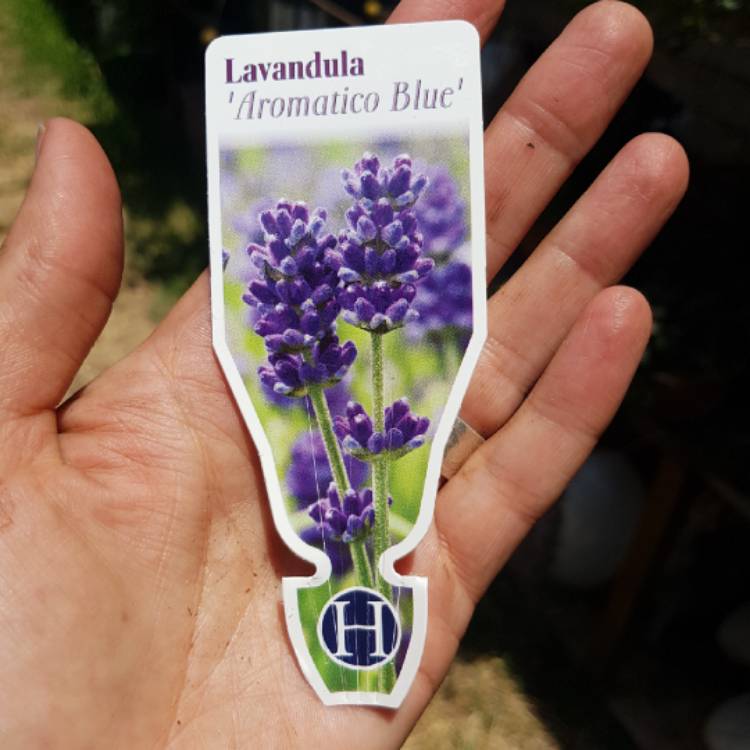 Plant image Lavandula angustifolia 'Lablusa' (Aromatico Series) syn. Lavandula angustifolia 'Aromatico Blue'