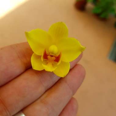 Spathoglottis Orchid 'Lemon Kiss'