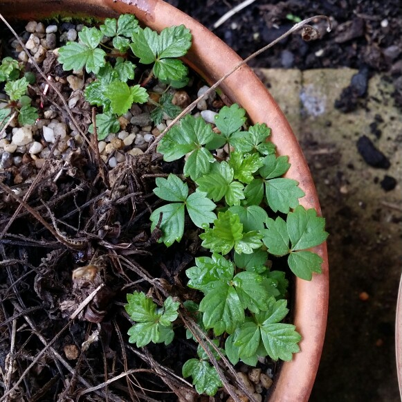 Fragaria vesca 'White Soul'