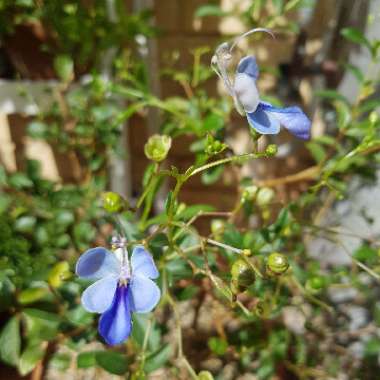 Clerodendrum Ugandense