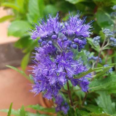 Caryopteris