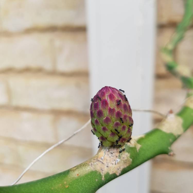 Plant image Hylocereus megalanthus