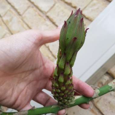 Hylocereus megalanthus