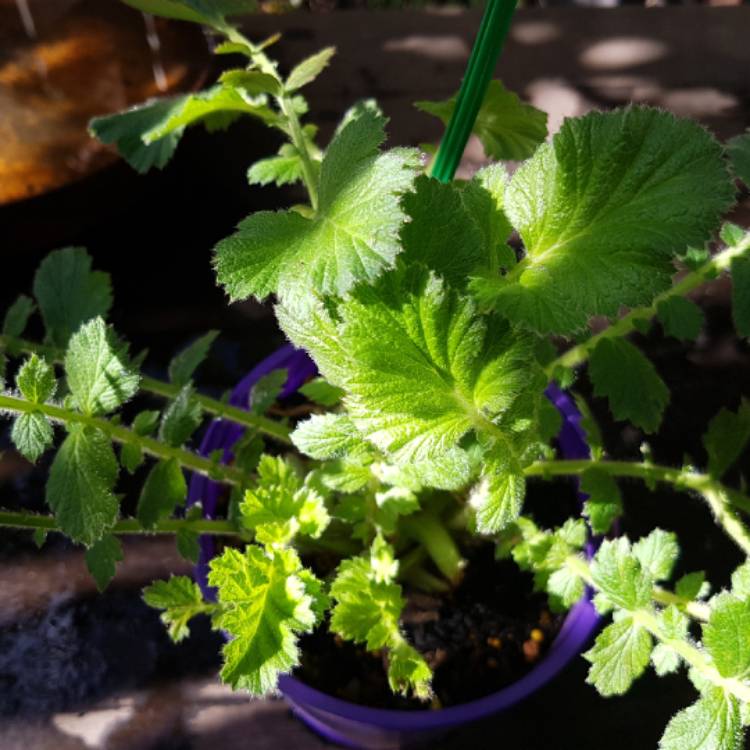 Plant image Geum 'Sunrise'