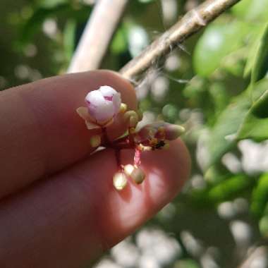 Averrhoa Carambola