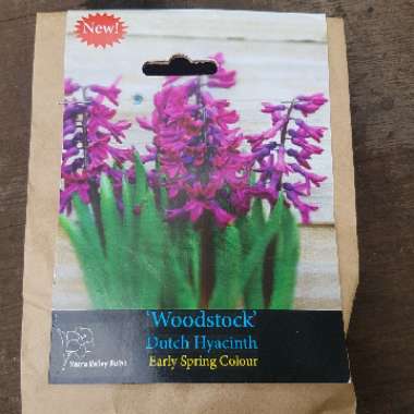 Hyacinthus orientalis 'Woodstock'