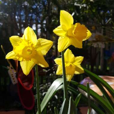 Narcissus 'King Alfred'