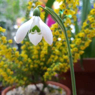 Galanthus 'S. Arnott' syn. Galanthus nivalis 'Sam Arnott'