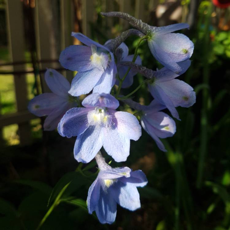 Plant image Delphinium 'Belladonna'