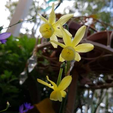 Narcissus 'Hawera'