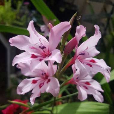 Gladiolus carneus