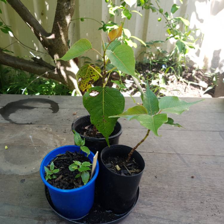 Plant image Ficus Religiosa