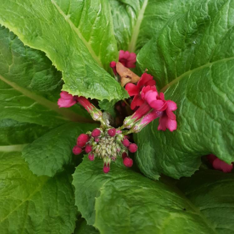 Plant image Primula japonica 'Miller's Crimson'