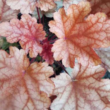 Heuchera 'Peach Flambe'