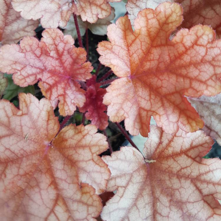 Plant image Heuchera 'Peach Flambe'