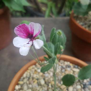 Pelargonium 'Splendide'