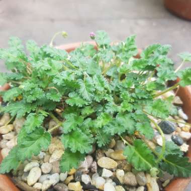 Erodium reichardii