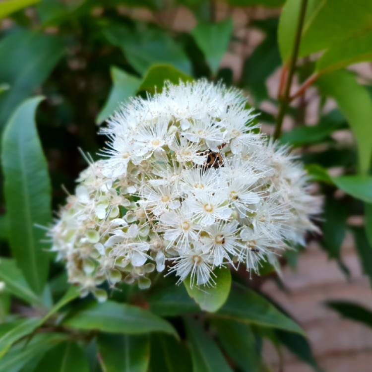 Plant image Backhousia citriodora