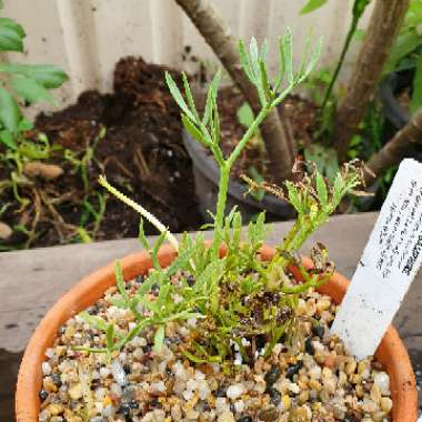 Crithmum maritimum