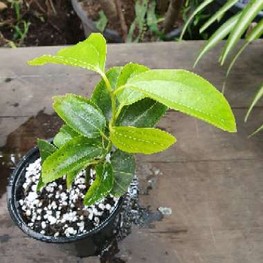 Cinnamomum verum