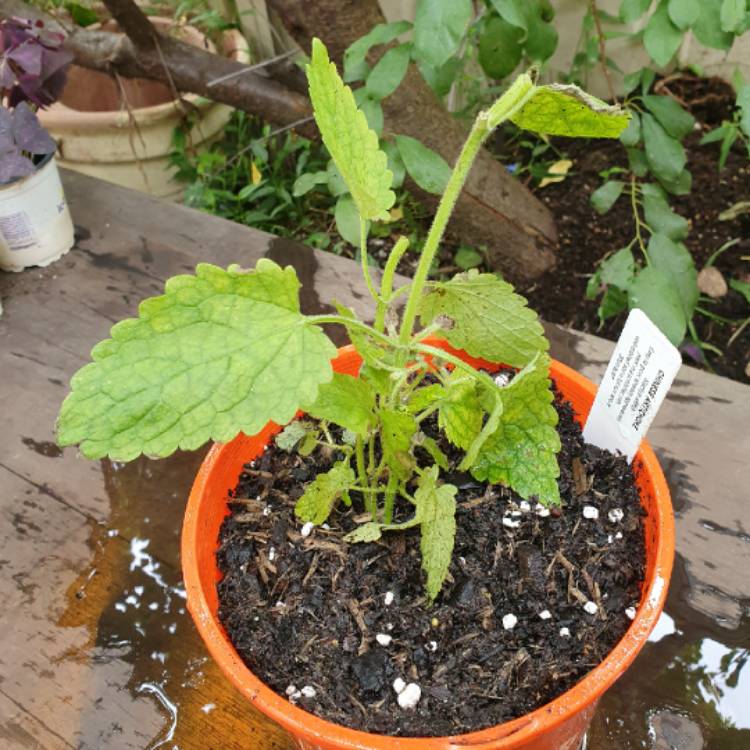 Plant image Stachys affinis