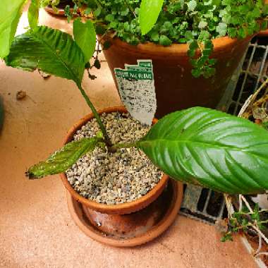 Tacca Integrifolia