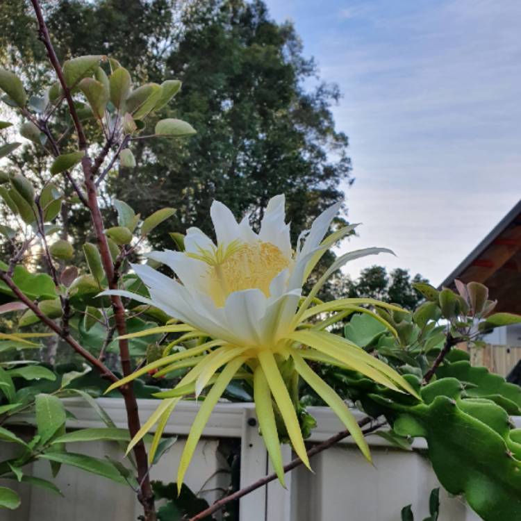 Plant image Hylocereus polyrhizus