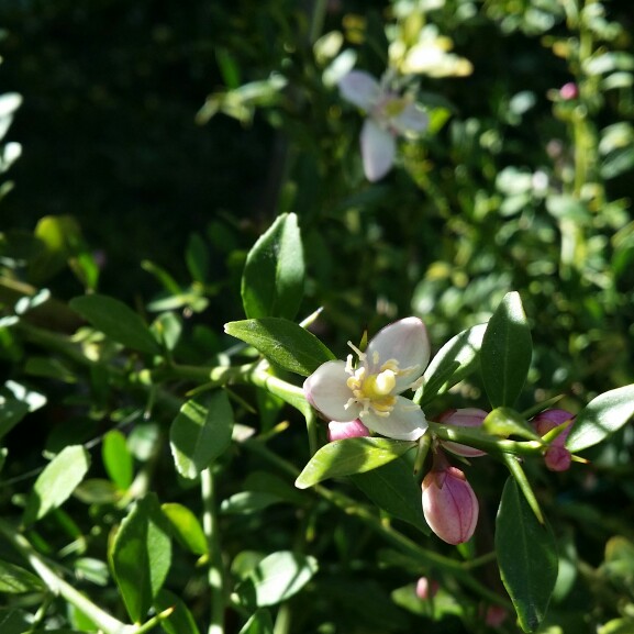 plant image 144924