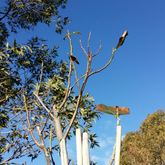 Plant image Artocarpus heterophyllus