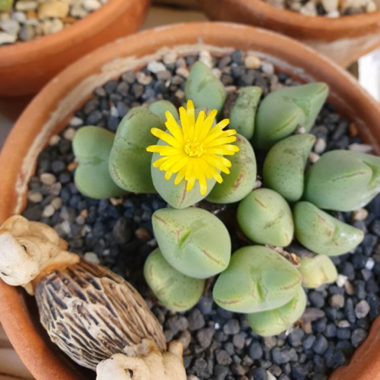 Plant image Conophytum bilobum syn. Derenbergia biloba, Mesembryanthemum bilobum